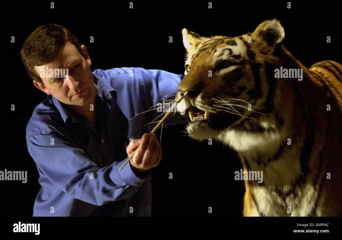 Andrew Kitchener, the curator for birds and mammals at the National Museum of Scotland, puts the finishing touches to an Amur Tiger exhibit - which will feature in the 'Cats... the Ultimate Predators' exhibition at the Royal Museum in Edinburgh. Stock Photo