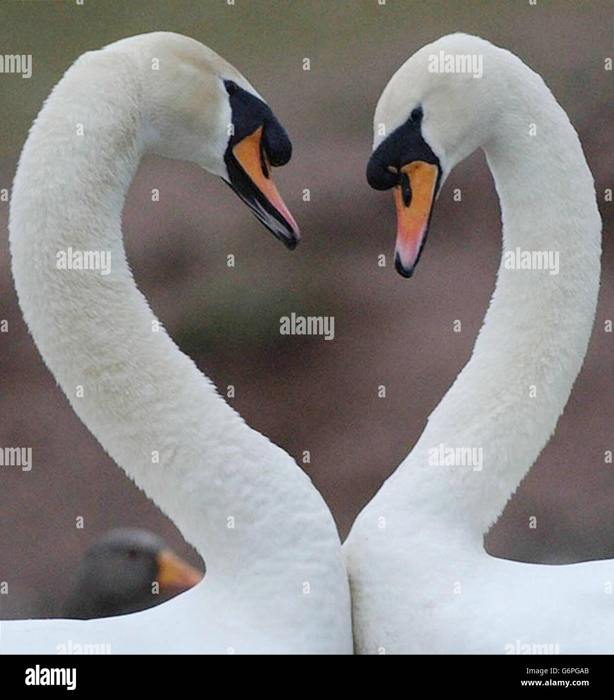 Swans heart shaped hi-res stock photography and images - Alamy