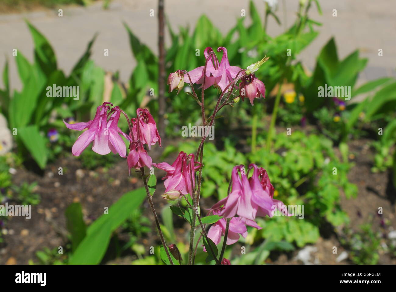 Columbine flowers, aquilegia alpina Stock Photo