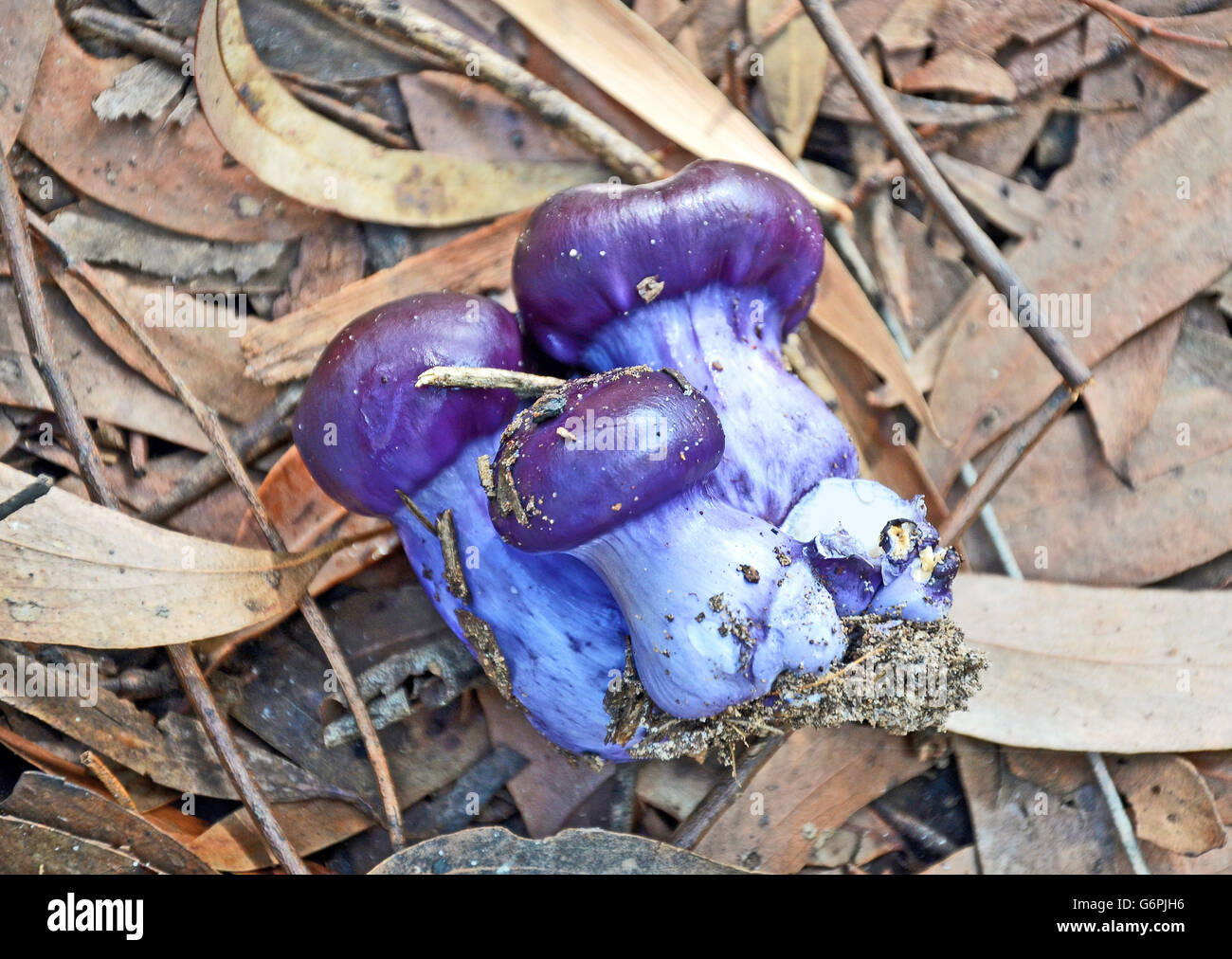 Cluster of purple agaric mushrooms (Cortinarius archeri)  on the Australian forest floor Stock Photo