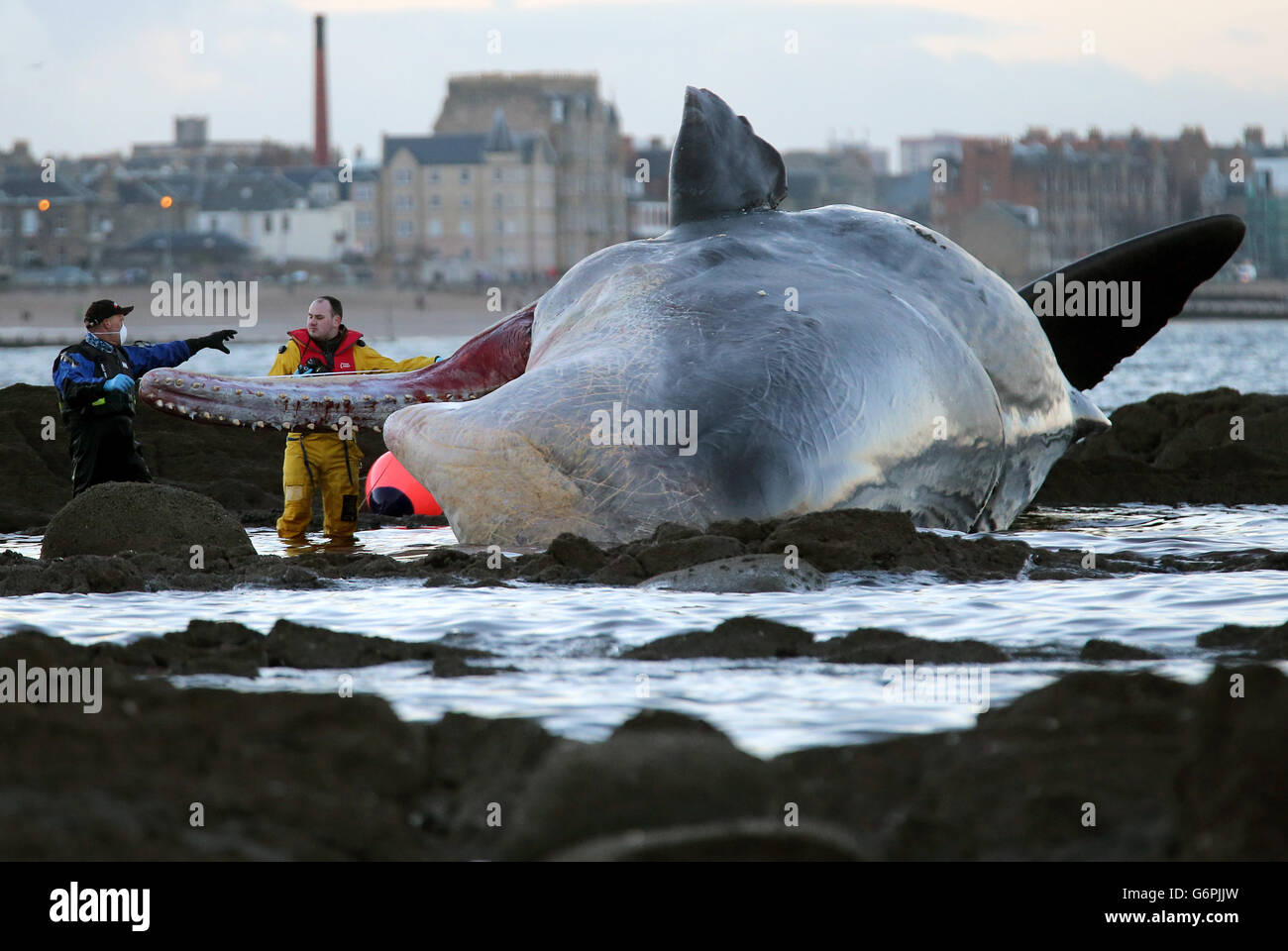 Sixth Sperm Whale Dies on British Beach