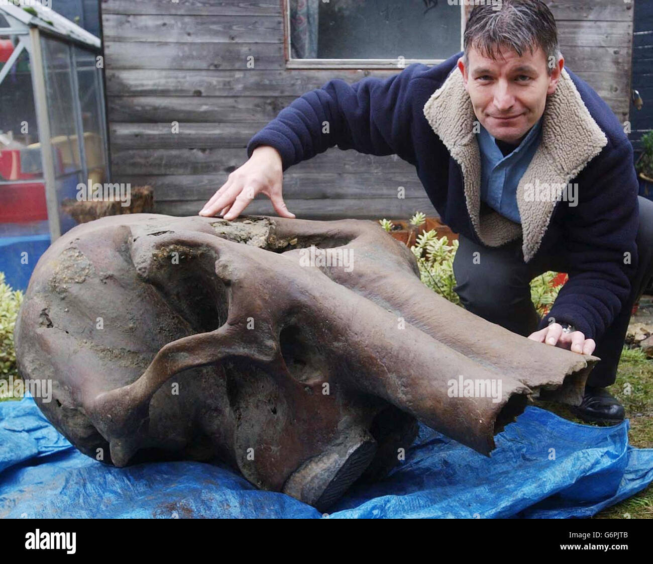 Dr Neville Hollingworth poses the skull of a mammoth believed to be 50,000 years old at his home in Cirencester, Gloucestershire. Dr Hollingworth, a paleontologist for the Natural Environment Research Council in