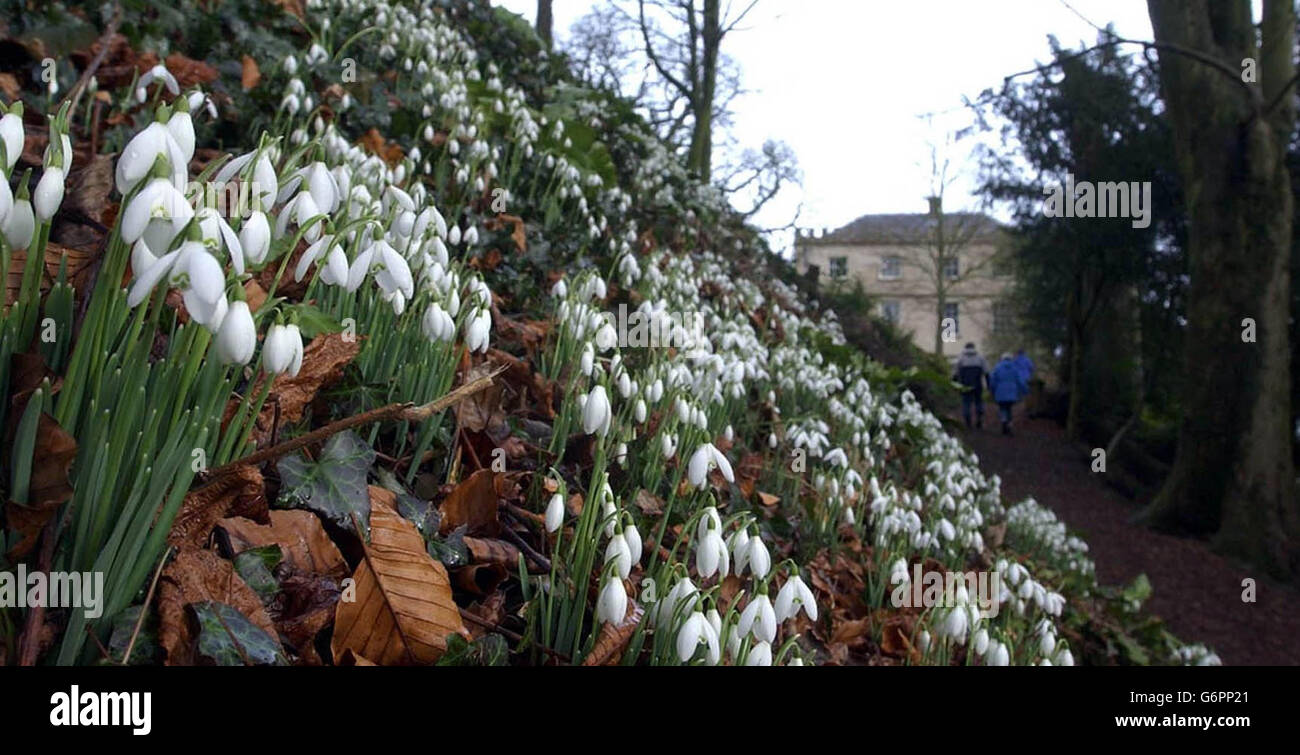 Visitors to the National Trust site at Newark Park, Ozleworth, near Wotton-Under-Edge in Gloucestershire, walk amongst a carpet of snowdrops, growing in woods close to the Mansion house. In the wake of snow and gales last week, parts of the country will be hit by a steady downpour for the next three days, forecasters say. Stock Photo