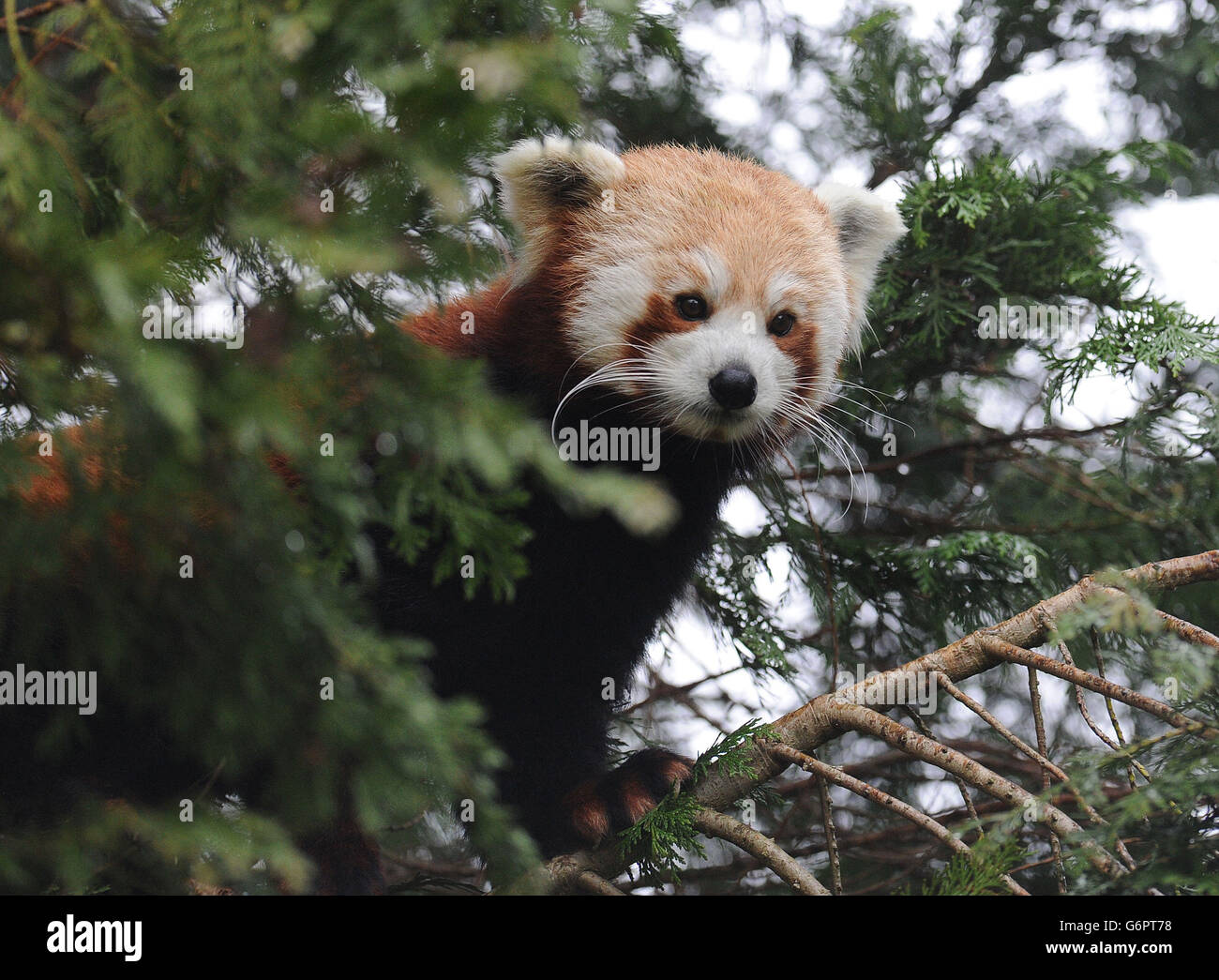 Red Pandas at Flamingo Land Zoo Stock Photo - Alamy