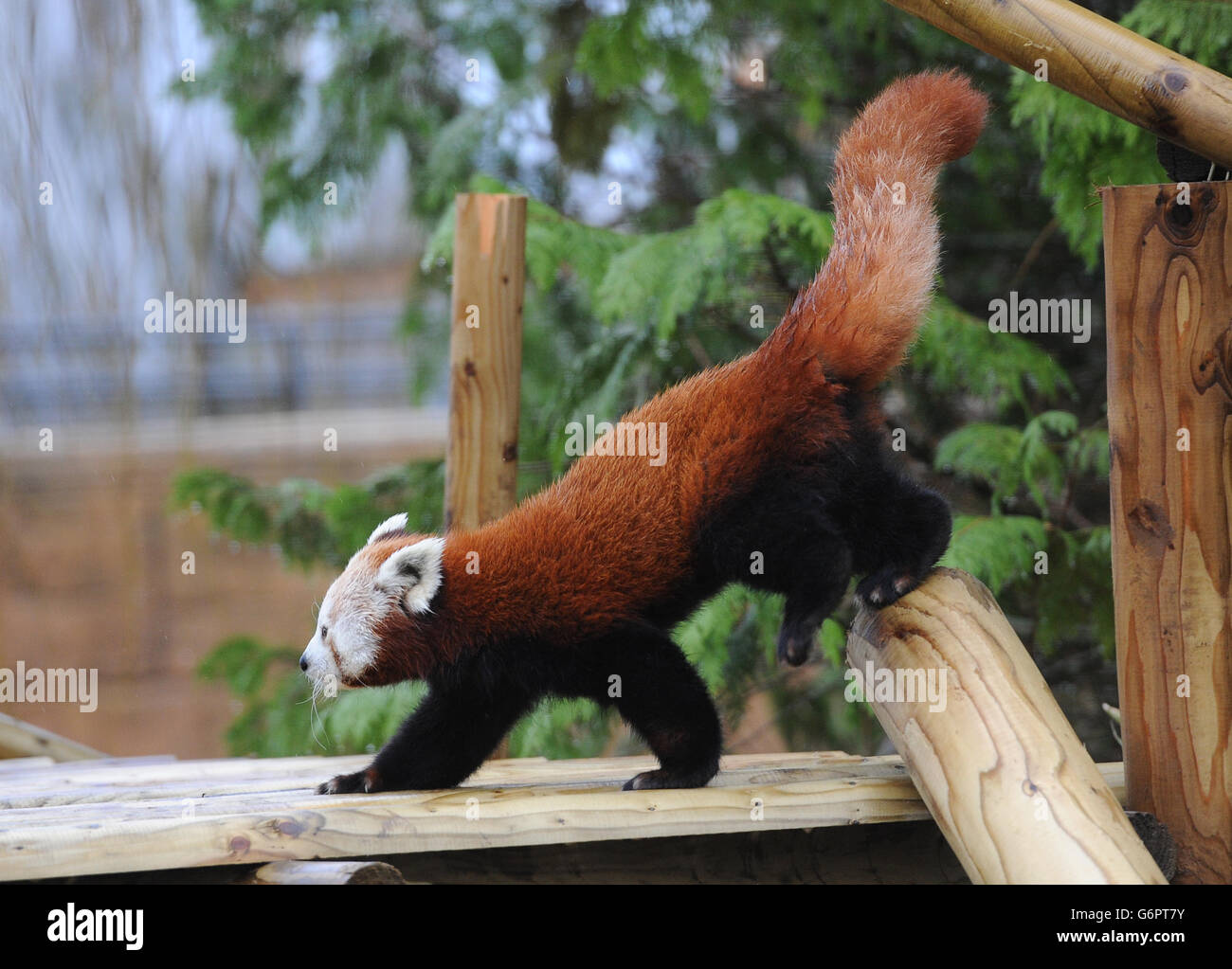 Red pandas at flamingo land zoo hi-res stock photography and images - Alamy