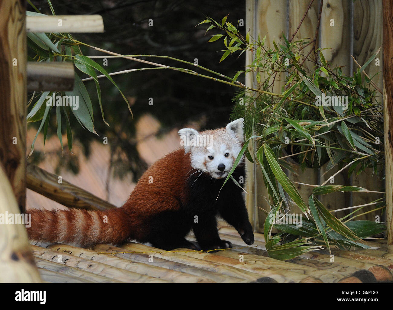 Red Pandas at Flamingo Land Zoo Stock Photo - Alamy