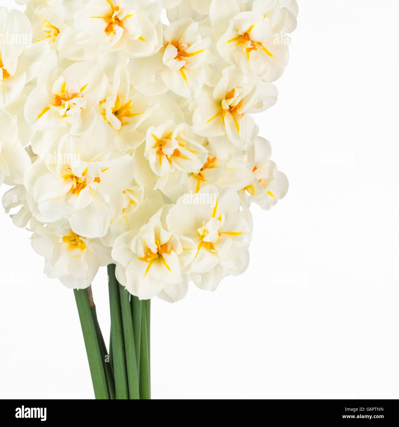 Close up of double white and orange fresh cut daffodils, with white