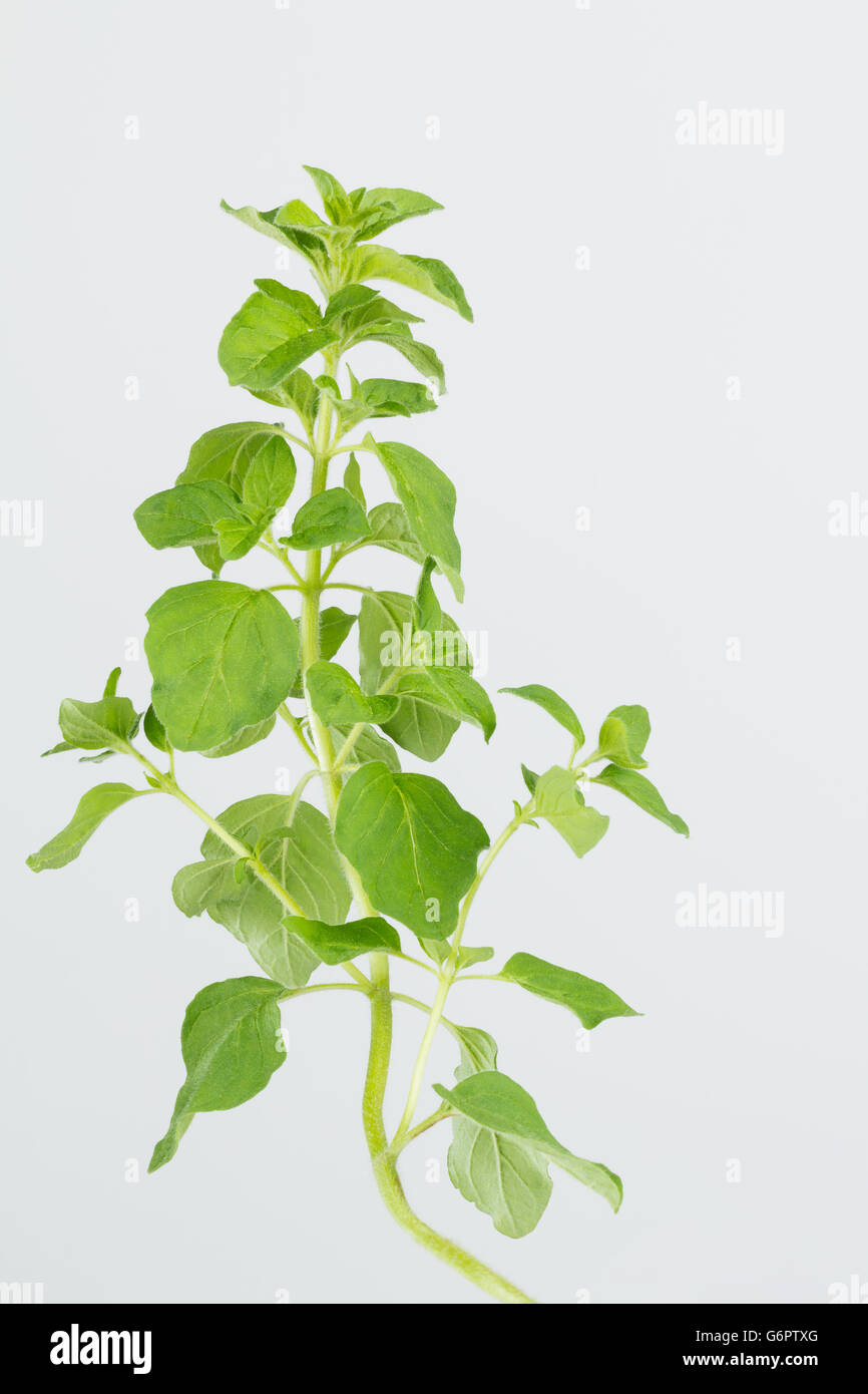 Stem of fresh oregano herb stem and leaves with white background