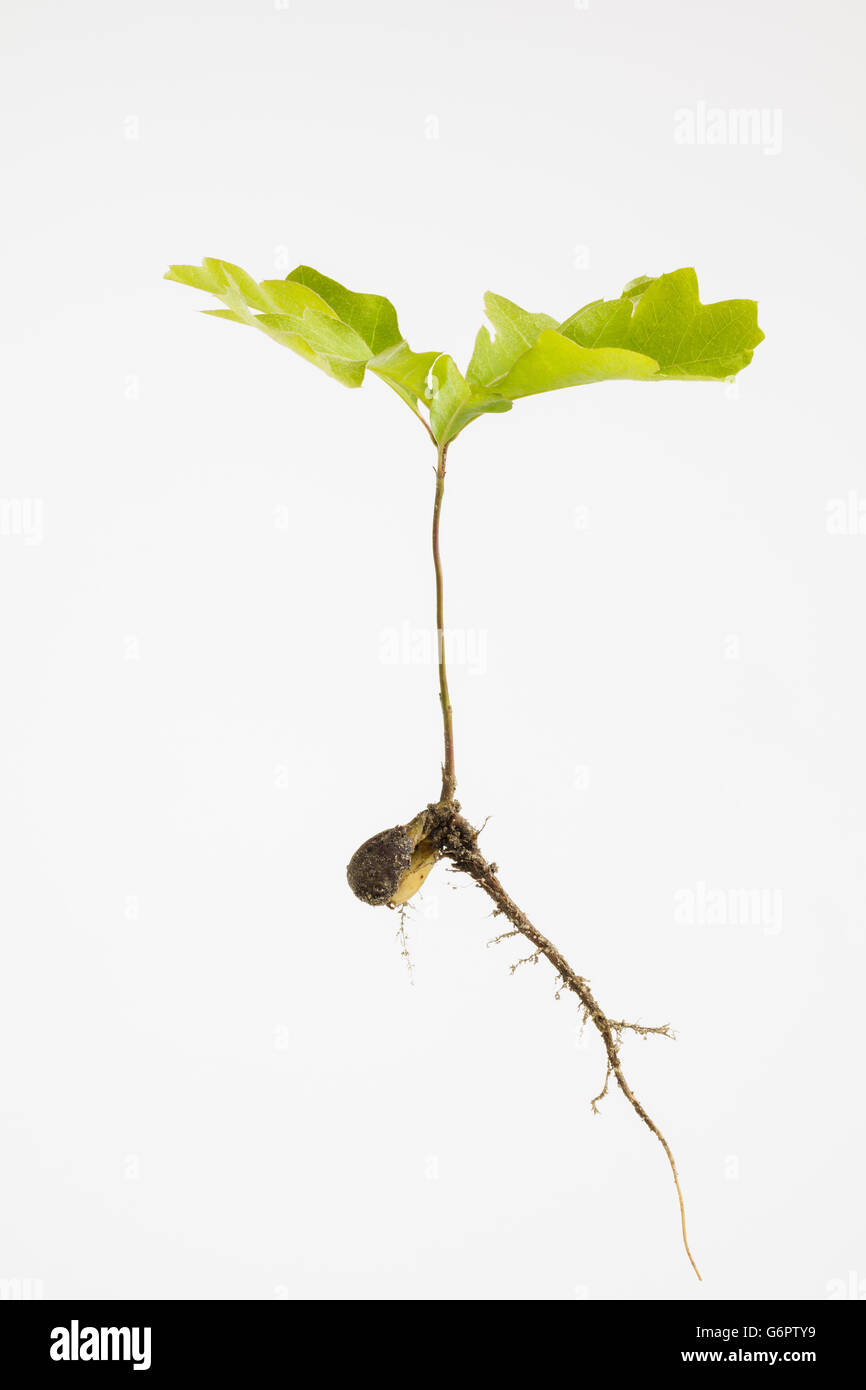 Plant root hairs hi-res stock photography and images - Alamy