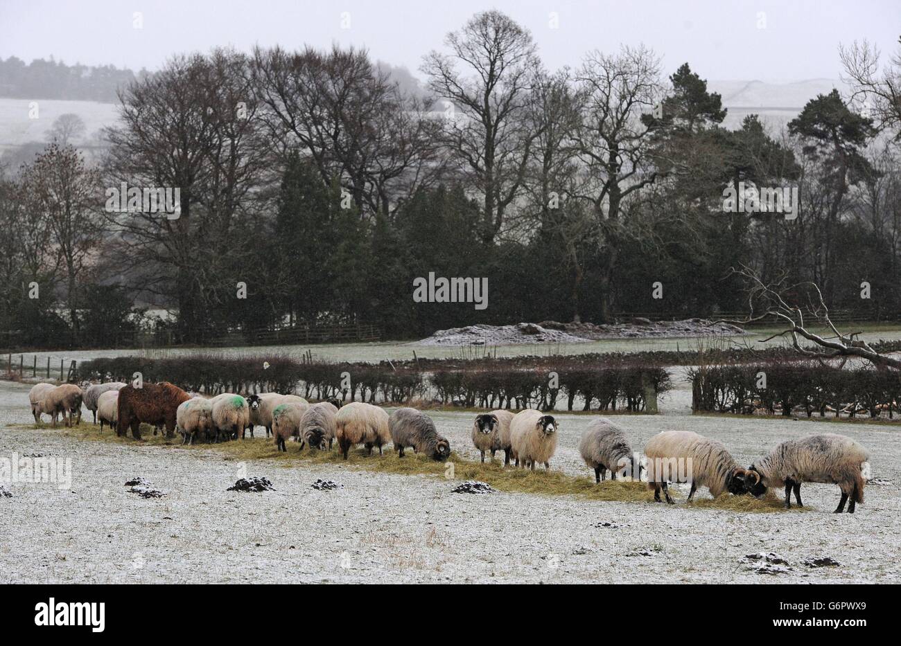Sheep eat hay in a field near Middleton-in-Teesdale, after a light covering of snow in the North Pennines. Stock Photo
