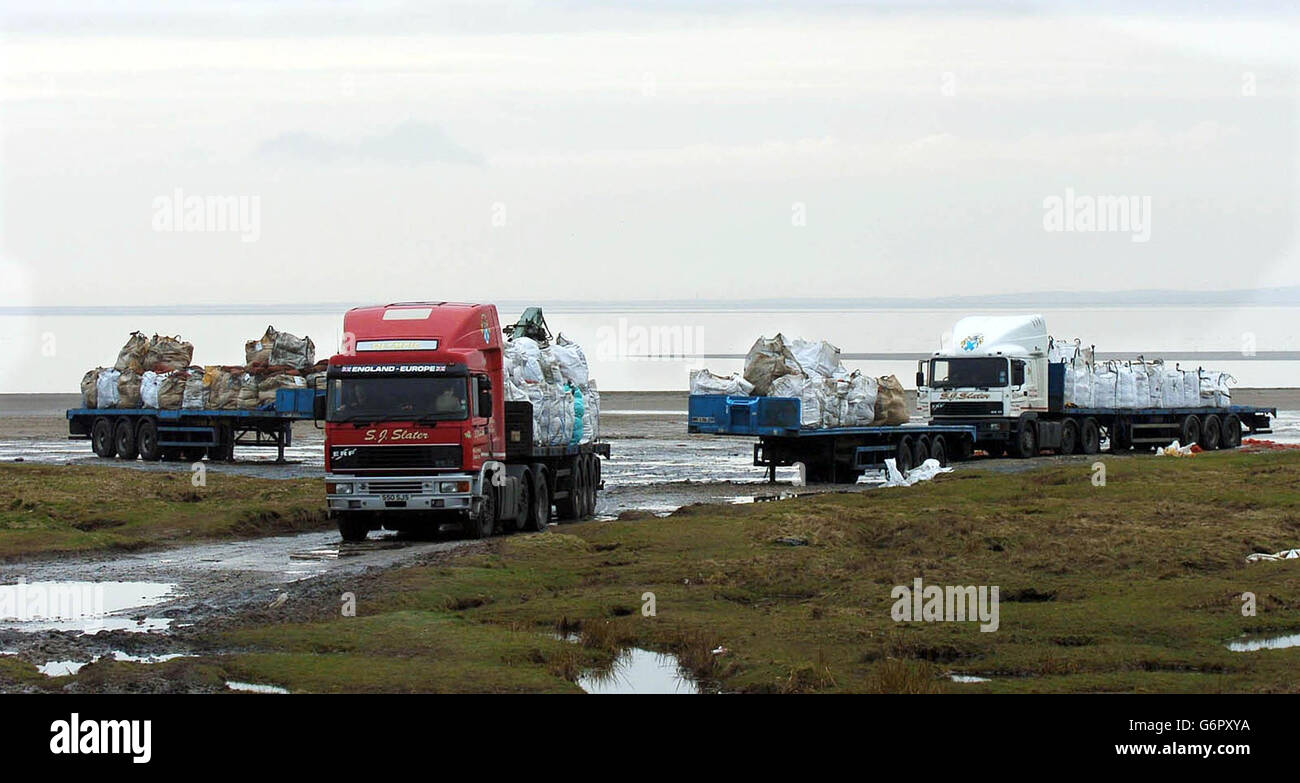 Back to normal as hundreds of tons of cockles are removed by trailer and articulated lorry, from the beach near Morecambe where the Chinese cockle pickers were drowned. Stock Photo