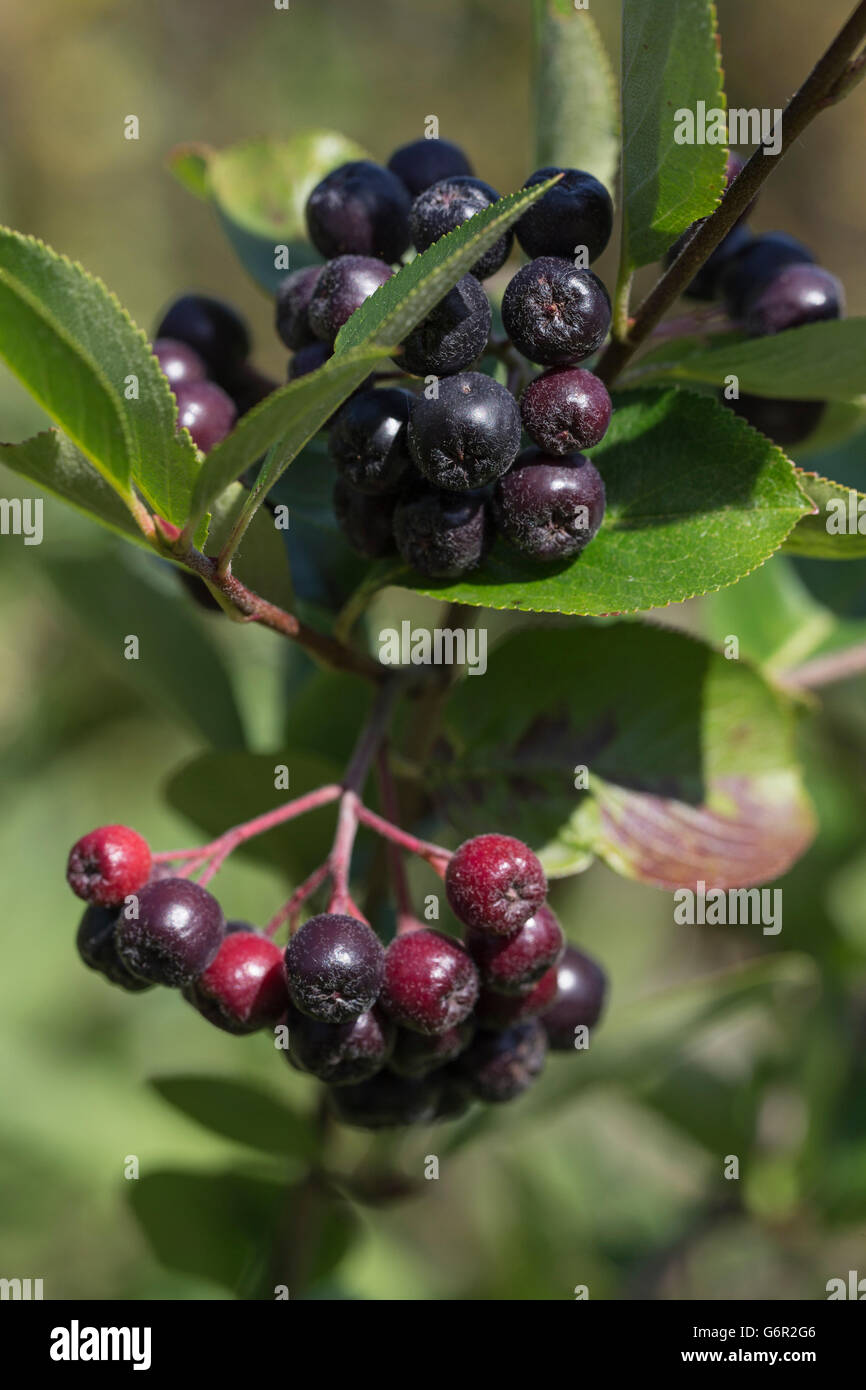 Black Chokeberry, (Aronia melanocarpa), with berries, fruits, Peine, Lower Saxony, Germany Stock Photo