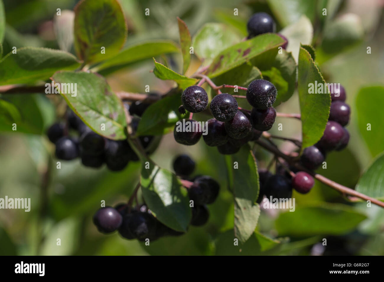 Black Chokeberry, (Aronia melanocarpa), with berries, fruits, Peine, Lower Saxony, Germany Stock Photo