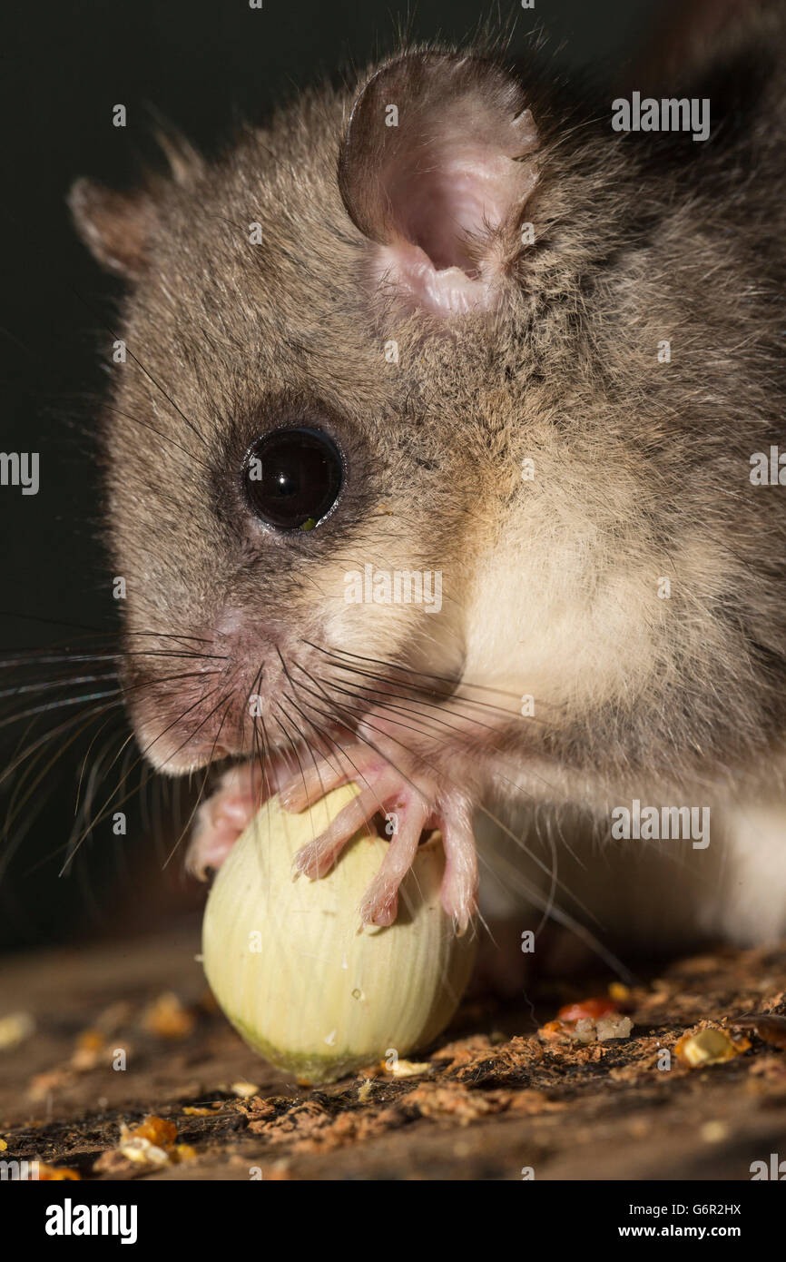 Fat dormouse, edible dormouse, adult, eating hazel nut, Europe / (Glis