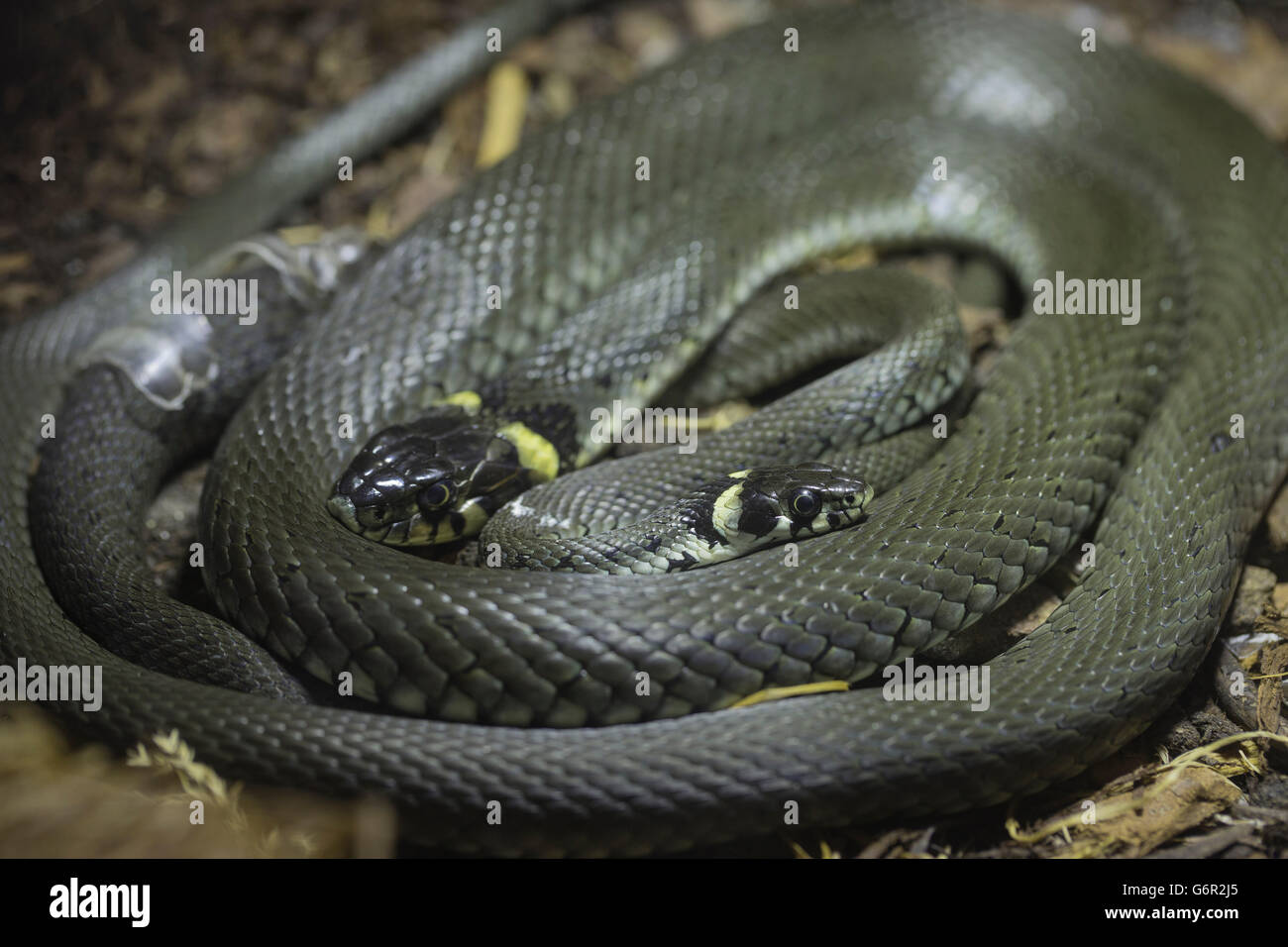 two grass snakes curled together, basking, Europe / (Natrix natrix) Stock Photo