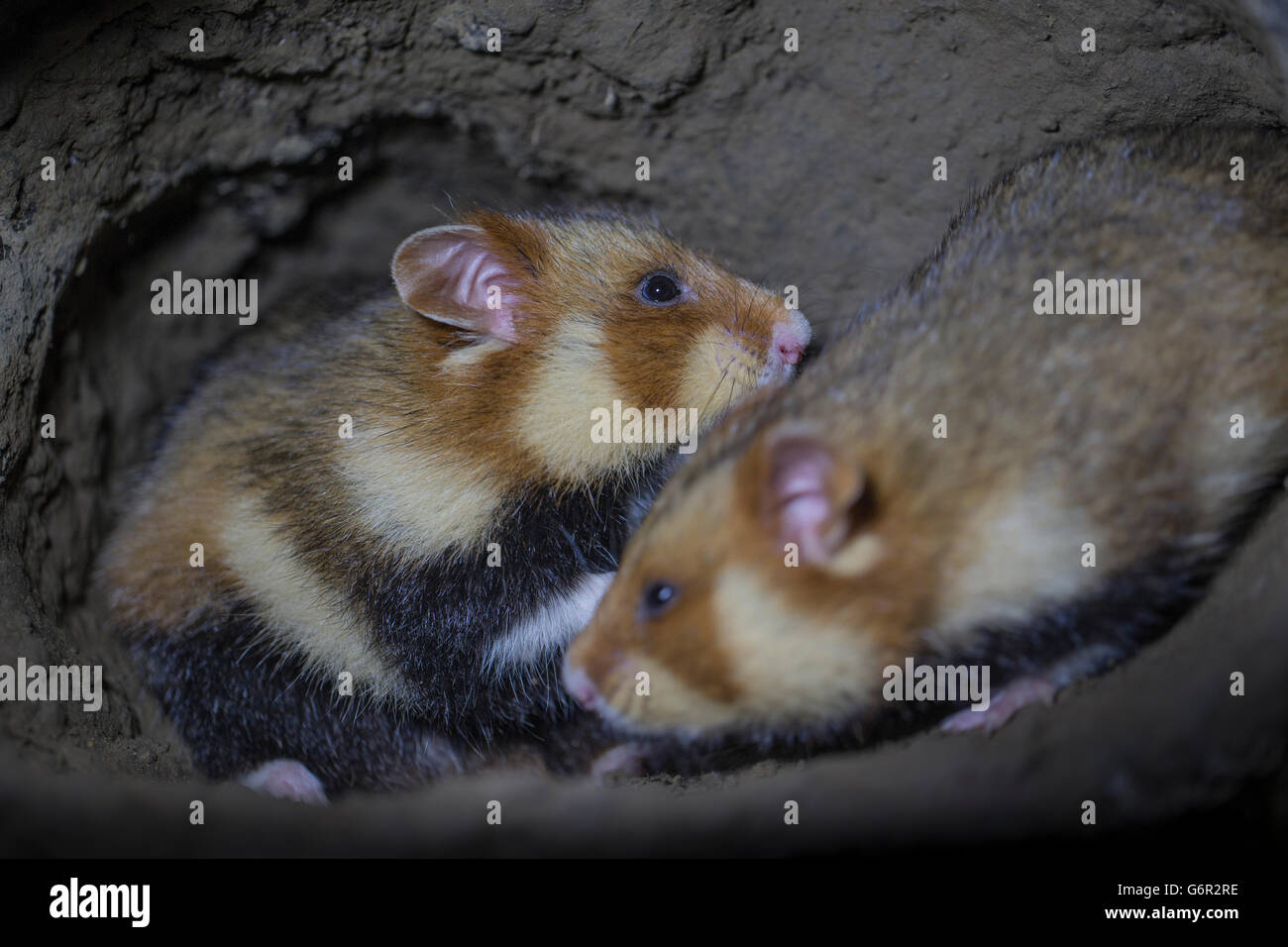 European Hamster, male and female together in their underground burrow, adult, Europe, (Cricetus