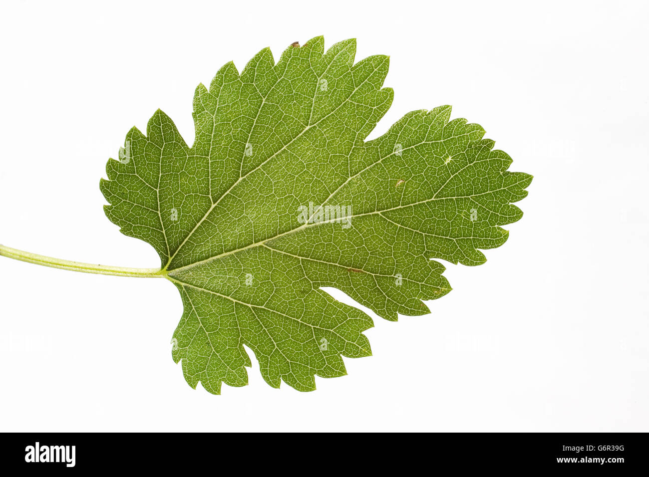 White Mulberry Tree, leaf, Bulgaria / (Morus alba) Stock Photo