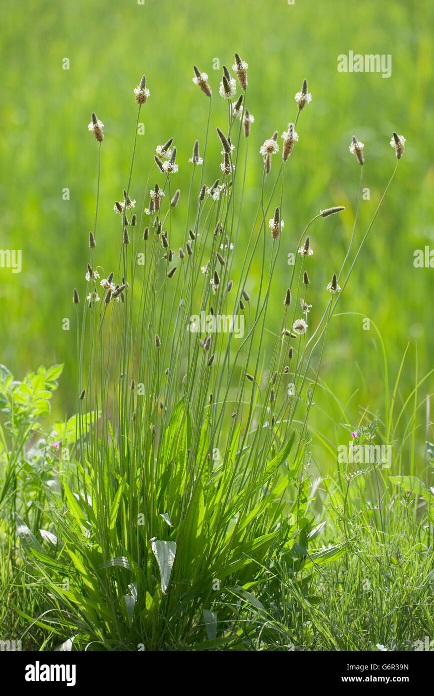 English Plantain, Bulgaria / (Plantago lanceolata) Stock Photo