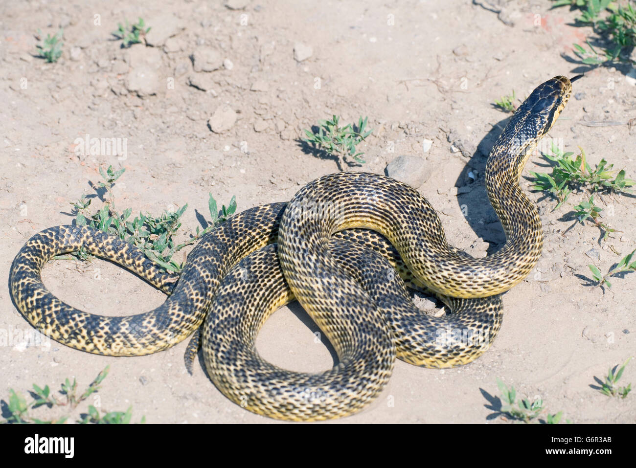 Four-lined Snake, Bulgaria / (Elaphe quatuorlineata) / Four-lined Ratsnake Stock Photo