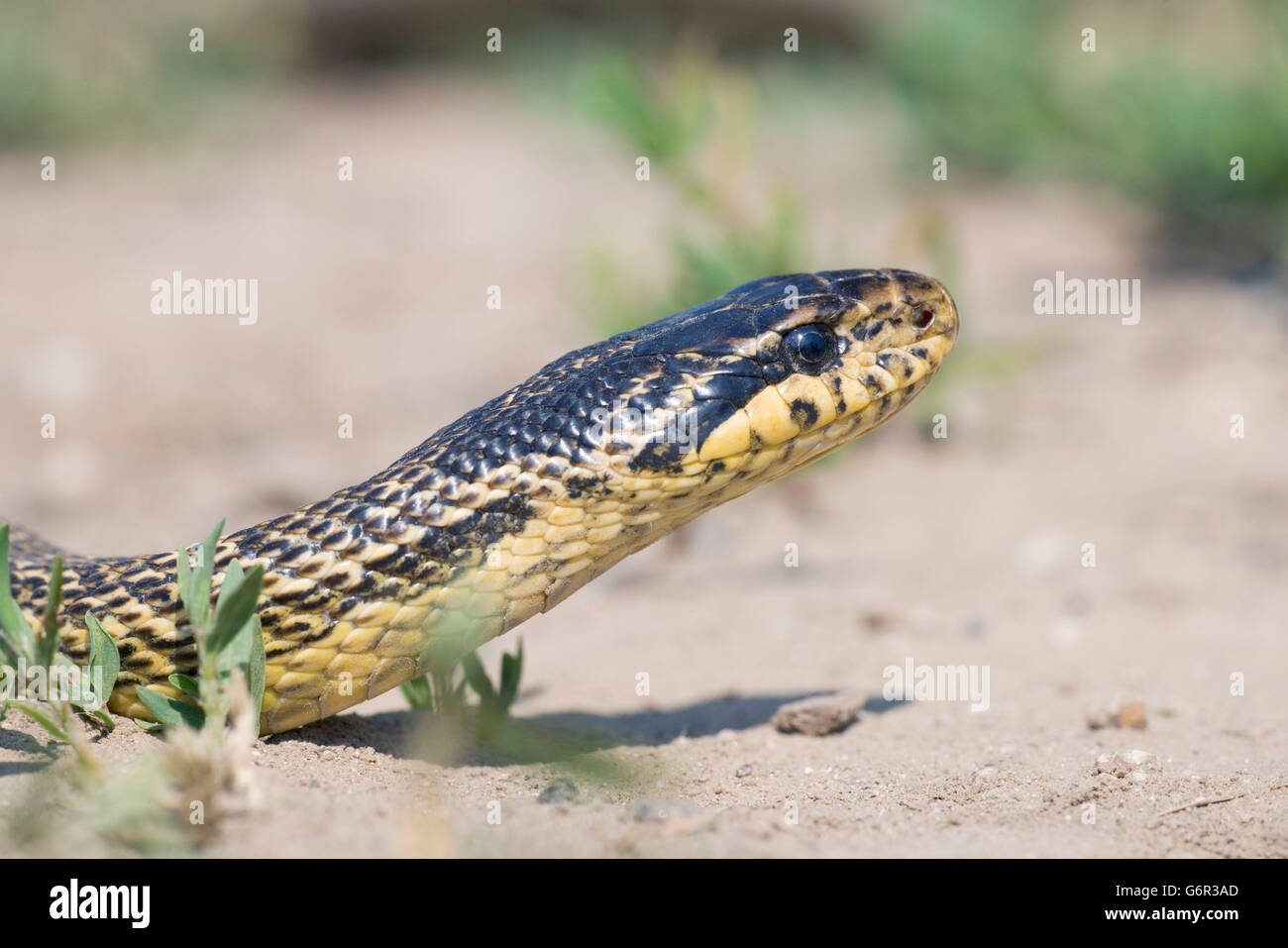 Four-lined Snake, Bulgaria / (Elaphe quatuorlineata) Stock Photo