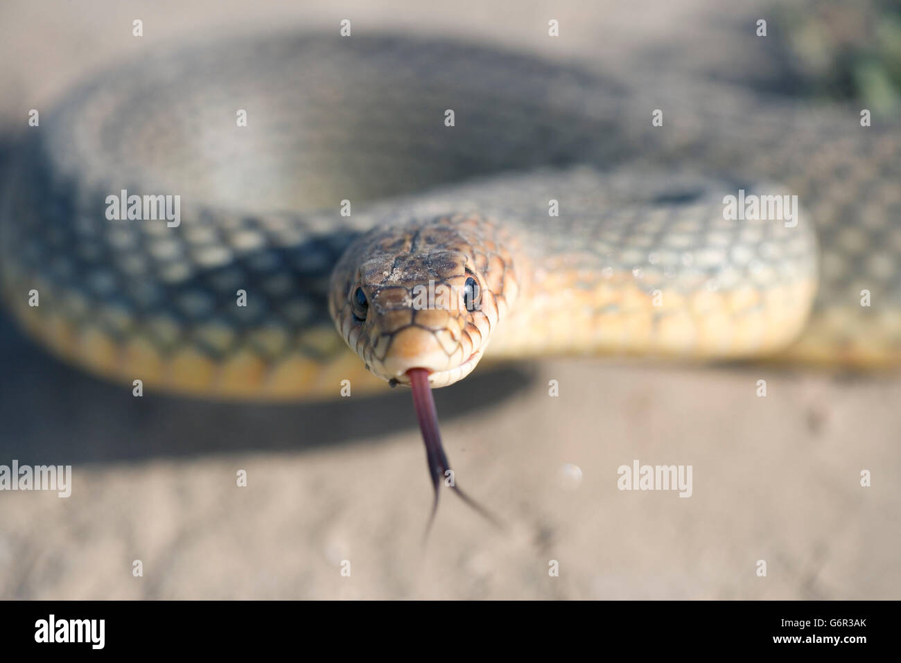 Caspian Whip Snake, flickering its tongue, Bulgaria / (Dolichophis caspius) / Large Whip Snake Stock Photo