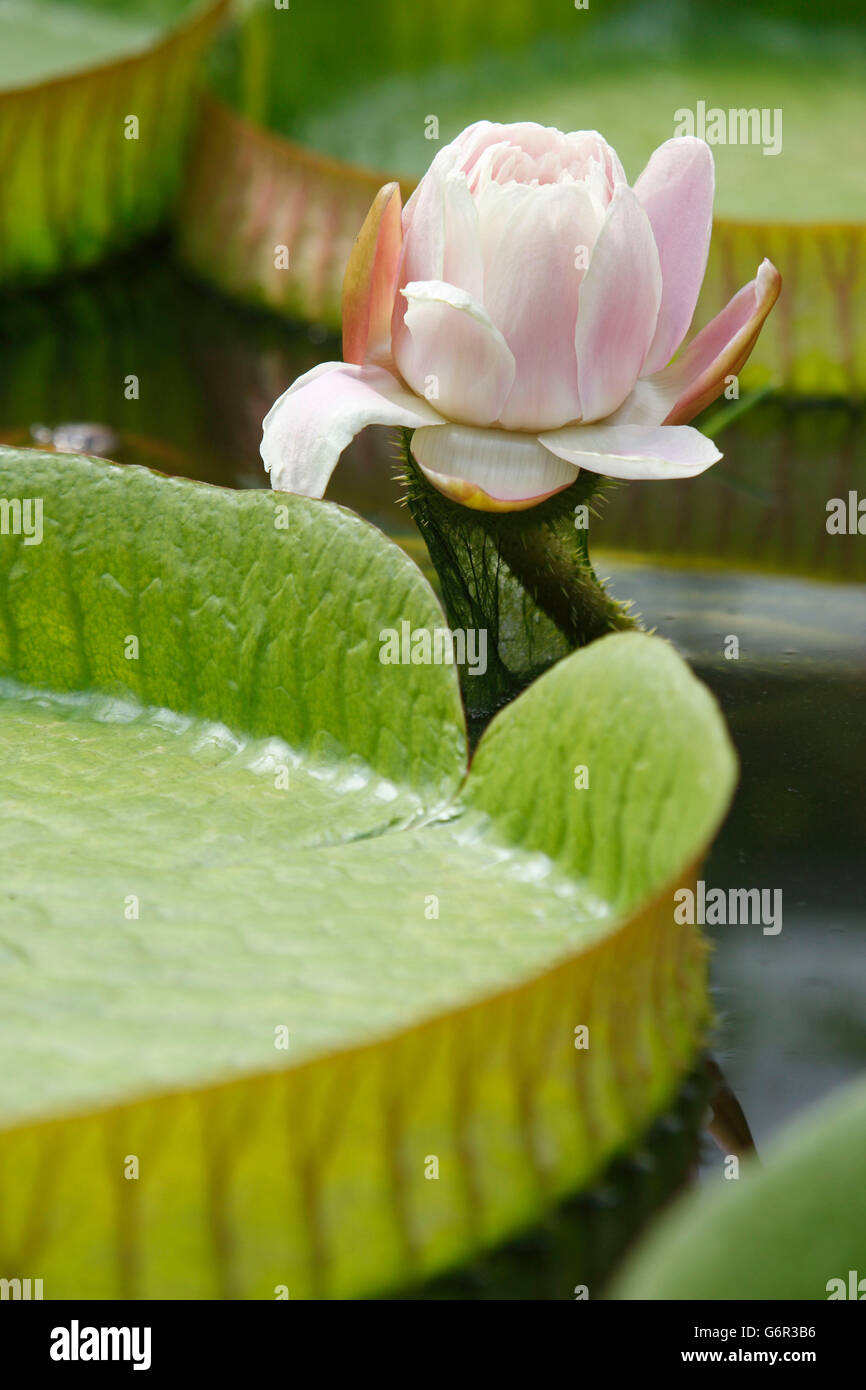 Giant Water Lily / (Victoria cruziana) Stock Photo