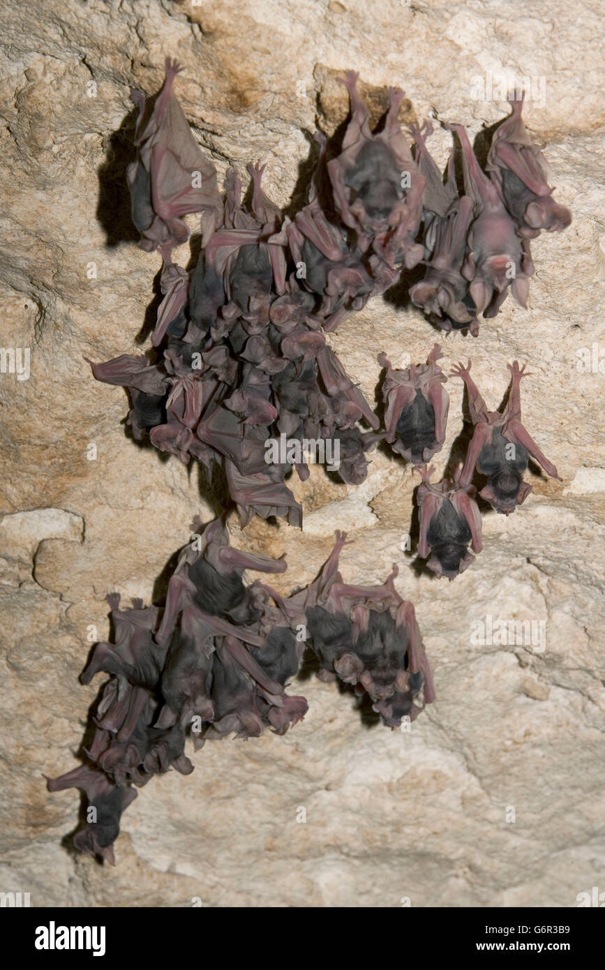 Greater Horseshoe Bats, youngs, Bulgaria / (Rhinolophus ferrumequinum ) Stock Photo