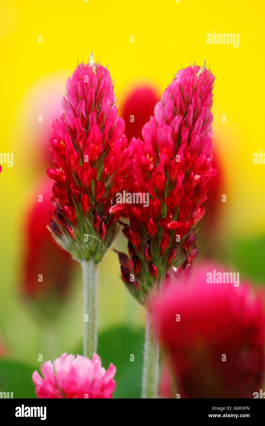 Crimson Clover / (Trifolium incarnatum) / Italian Clover Stock Photo