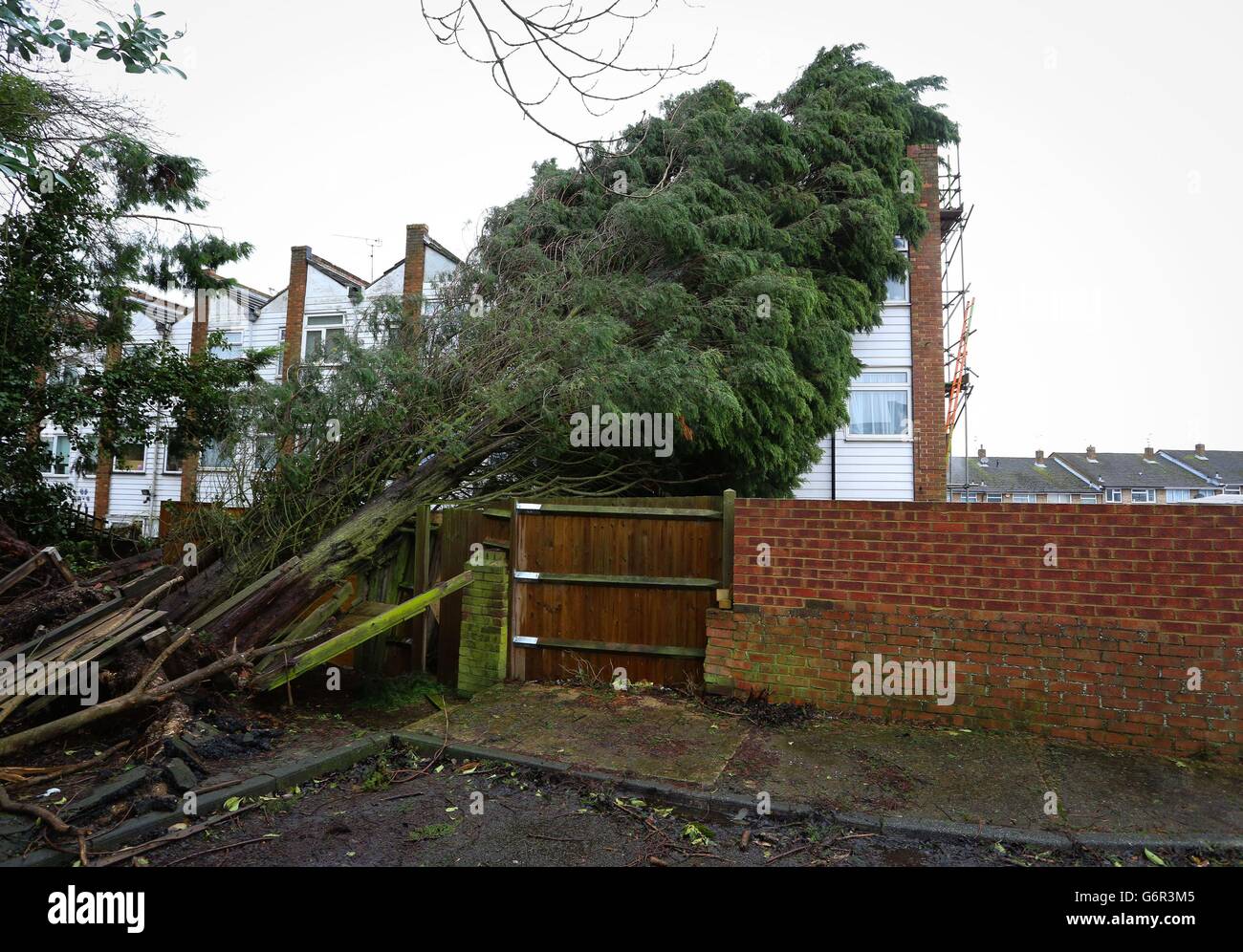 A leylandii tree fell on a house in Walderslade, Kent, on Christmas eve and has still not been moved following a dispute over who is responsible for it. Stock Photo