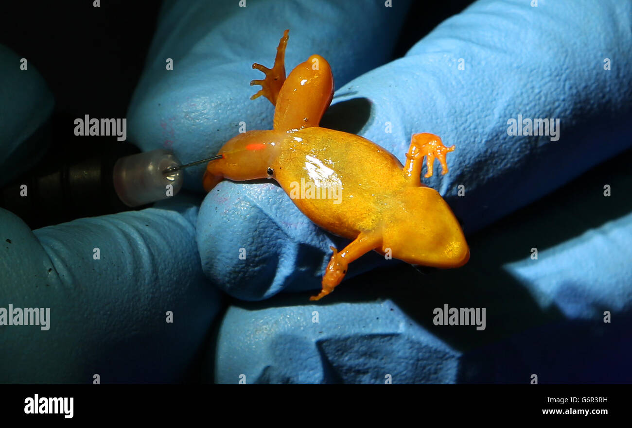Silicone implants for frogs Stock Photo