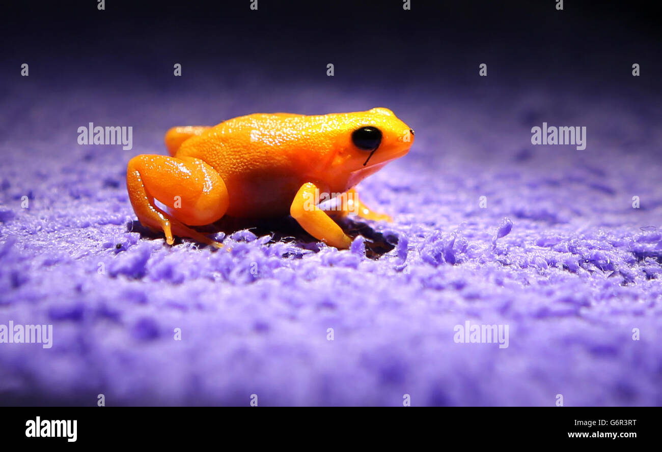 A golden mantella frog at Chester Zoo, Chester, is implanted with a fluorescent silicone gel on its leg, which allows keepers to identify individuals in their group of 80 frogs. Amphibian experts will monitor the implants and if deemed a success the process will be used to track the species in their native home of Madagascar. Stock Photo