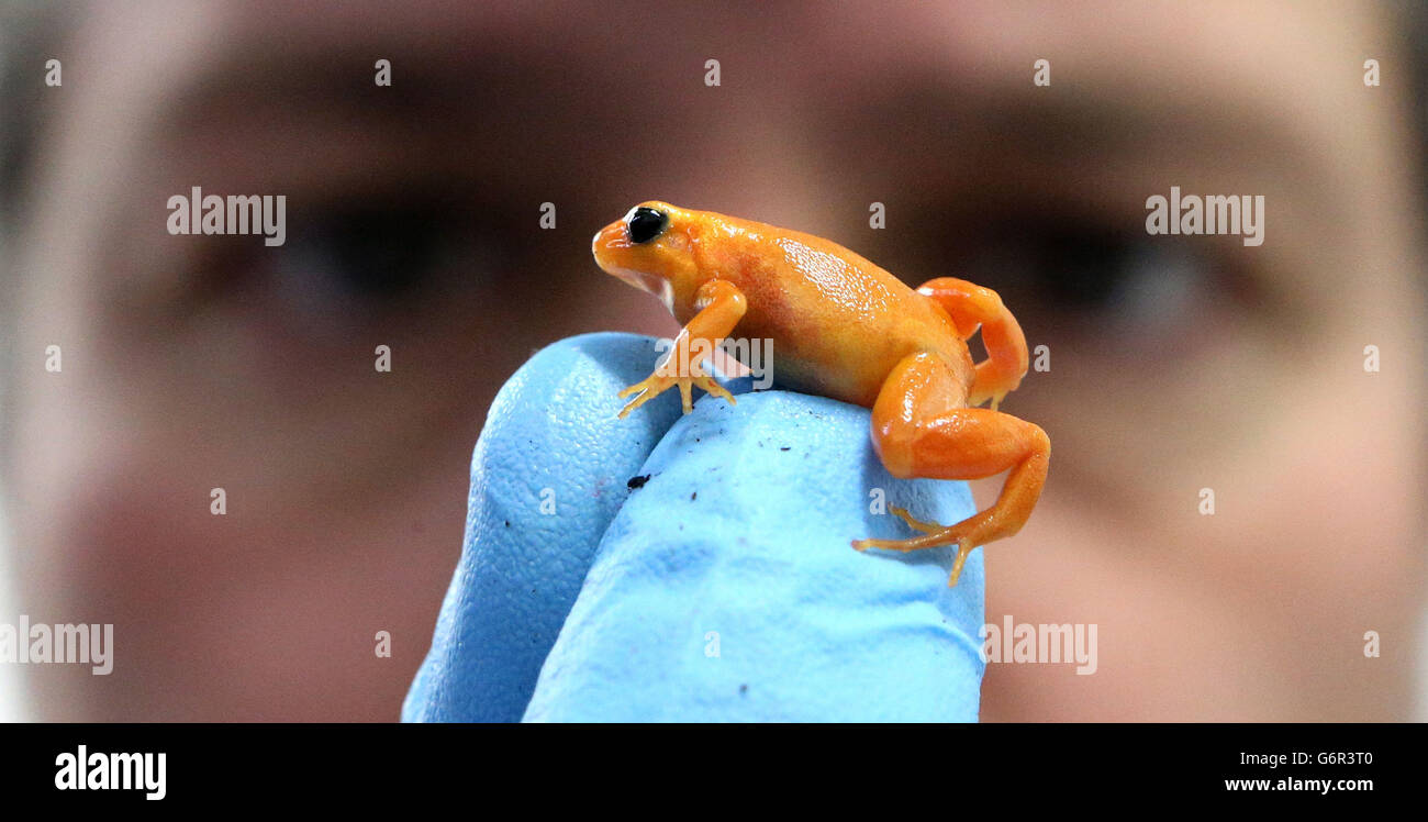 Silicone implants for frogs Stock Photo