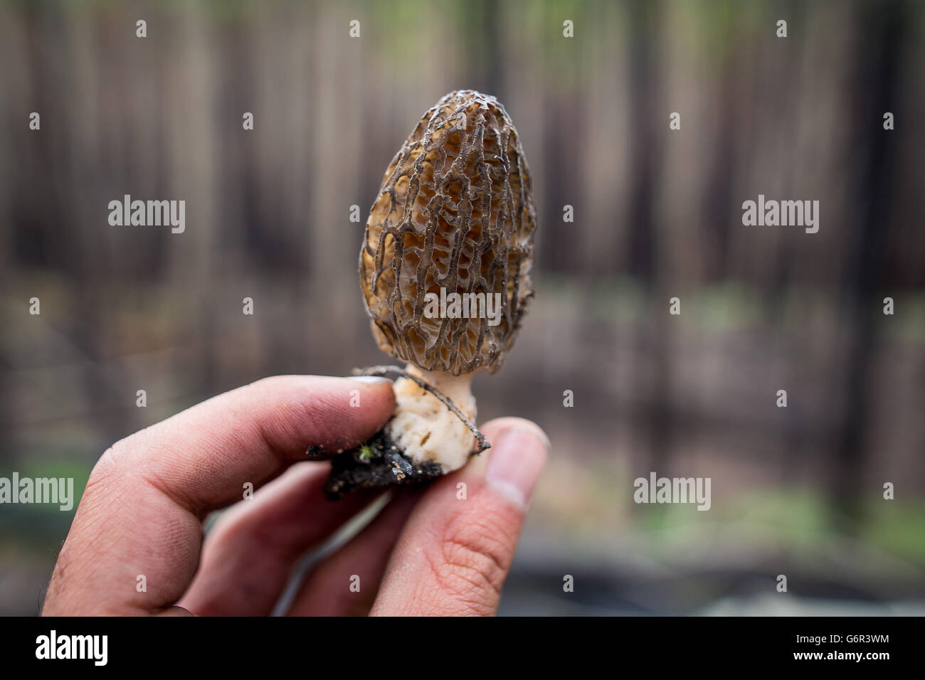 Morel mushrooms hires stock photography and images Alamy