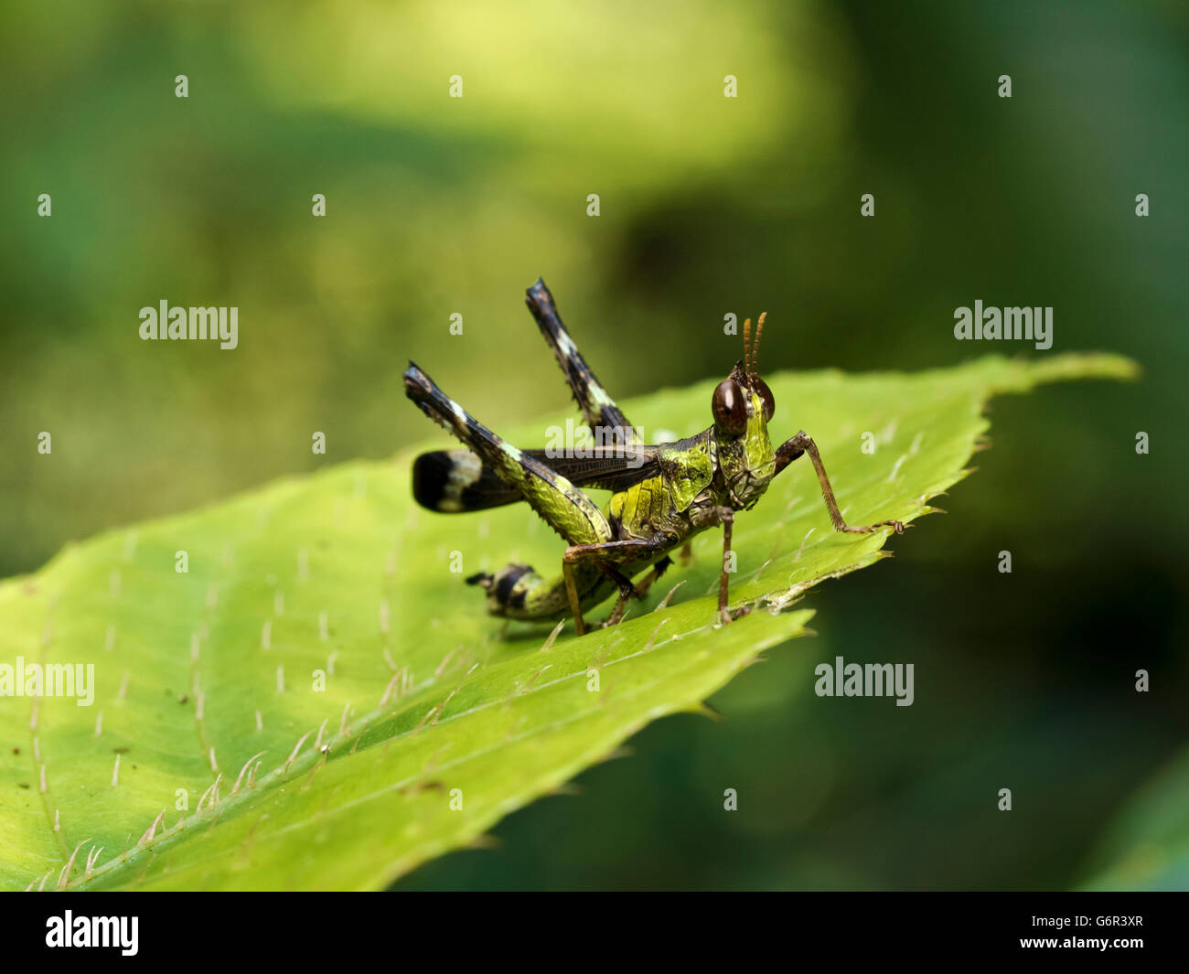 shot of a grasshopper,Erianthella formosana Stock Photo