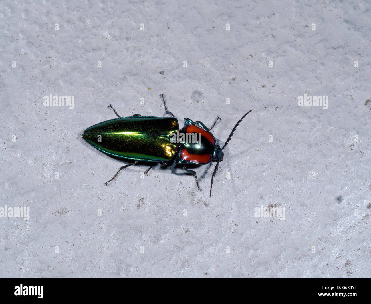 endanger click beetle,Campsosternus watanabei,Endemic to Taiwan Stock Photo