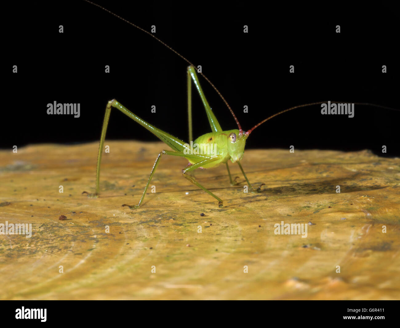 portrait of a bush cricket,katydid,Tettigoniidae Stock Photo