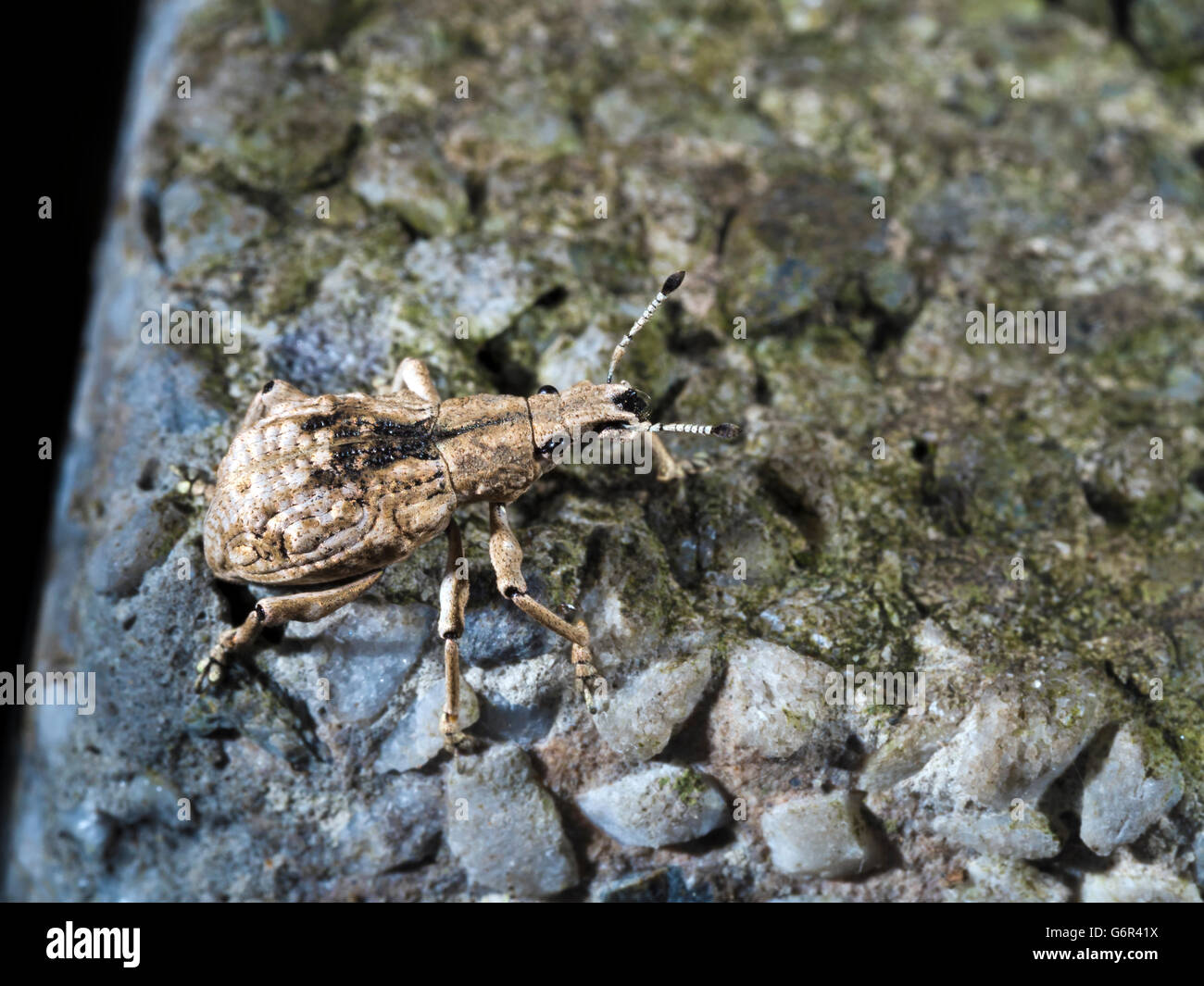 close shot of a weevil,Curculionidae Stock Photo