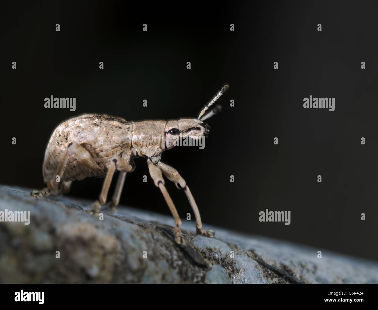 close shot of a weevil,Curculionidae Stock Photo
