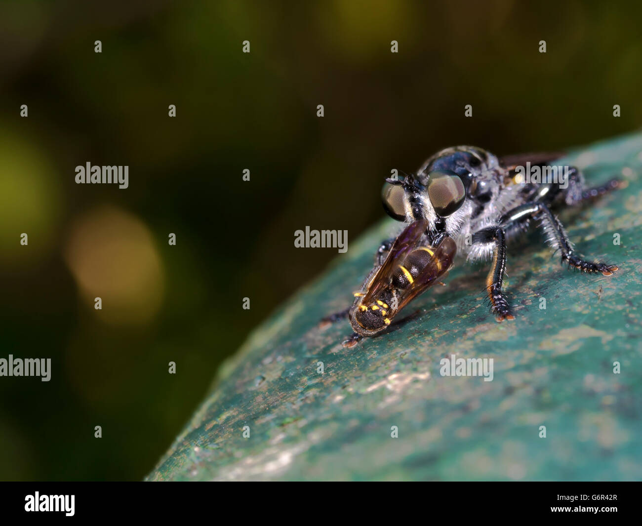 portrait shot of a robber fly eating an insect,Asilidae Stock Photo