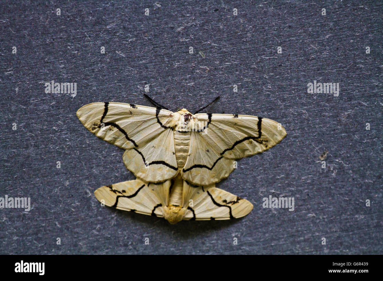 two moth mating together,Biston perclara Stock Photo