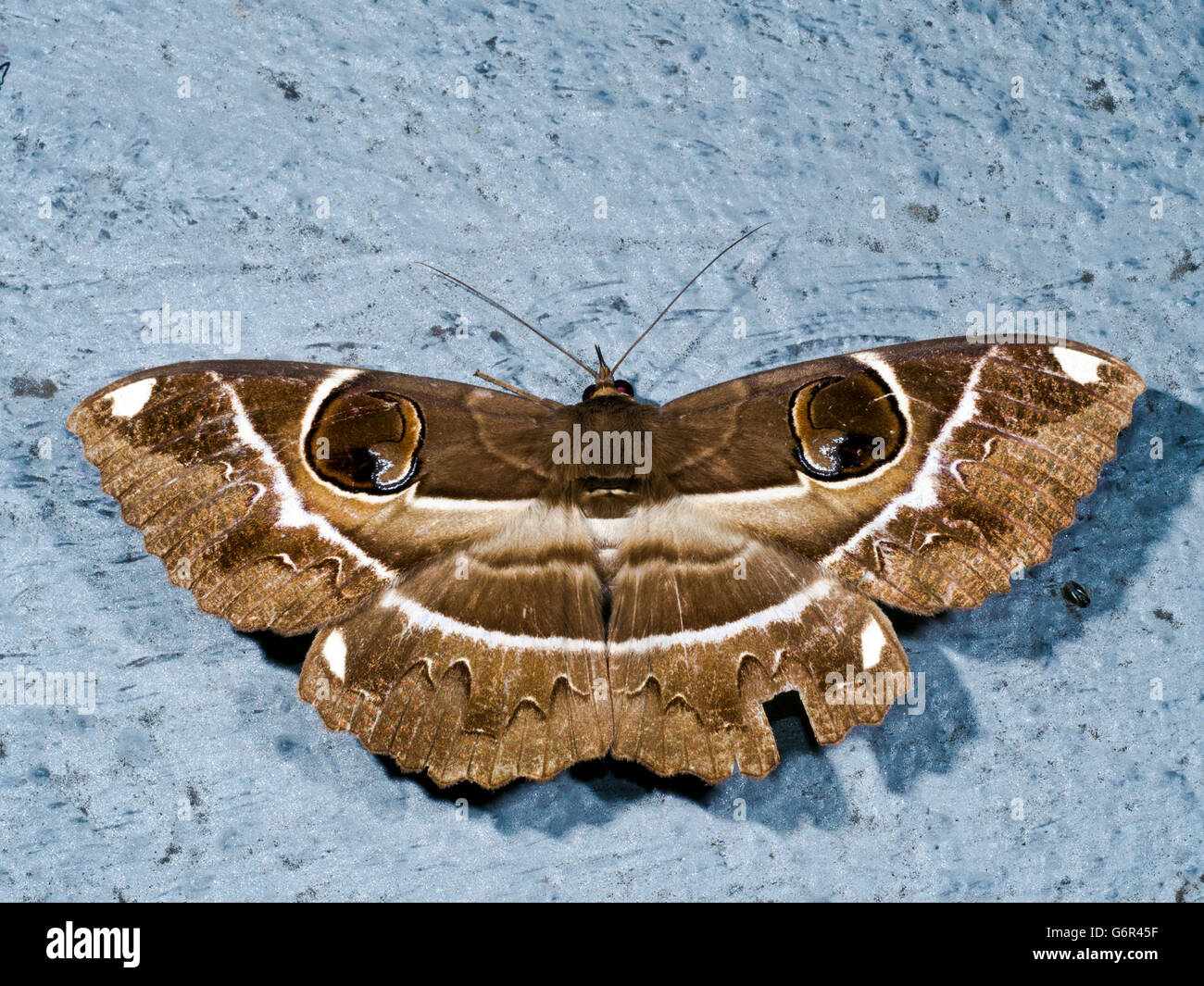 Owl Moth perch on ground,Erebus ephesperis Stock Photo