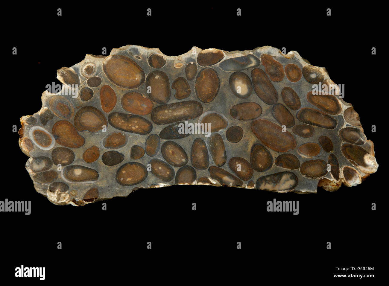 Hertfordshire Puddingstone,  conglomerate of  well rounded flint pebbles, embedded in a matrix of fine pale coloured sand Stock Photo