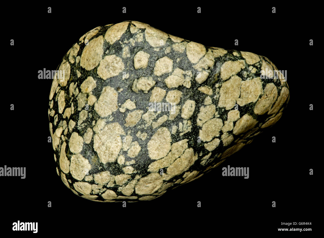 Porphyry, feldspar mega-crysts in mafic matrix,  'Leopard  rock', Montana, USA, formed from proterozoic mafic intrusions Stock Photo