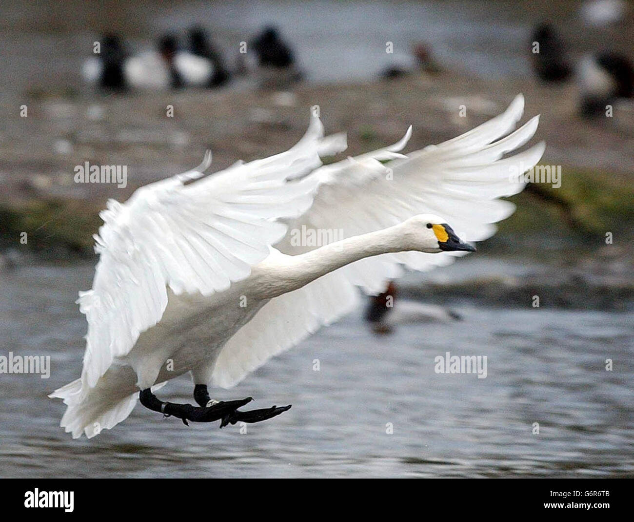 Bewick's Swan lands on Swan Lake for the afternoon feed at the Wildfowl