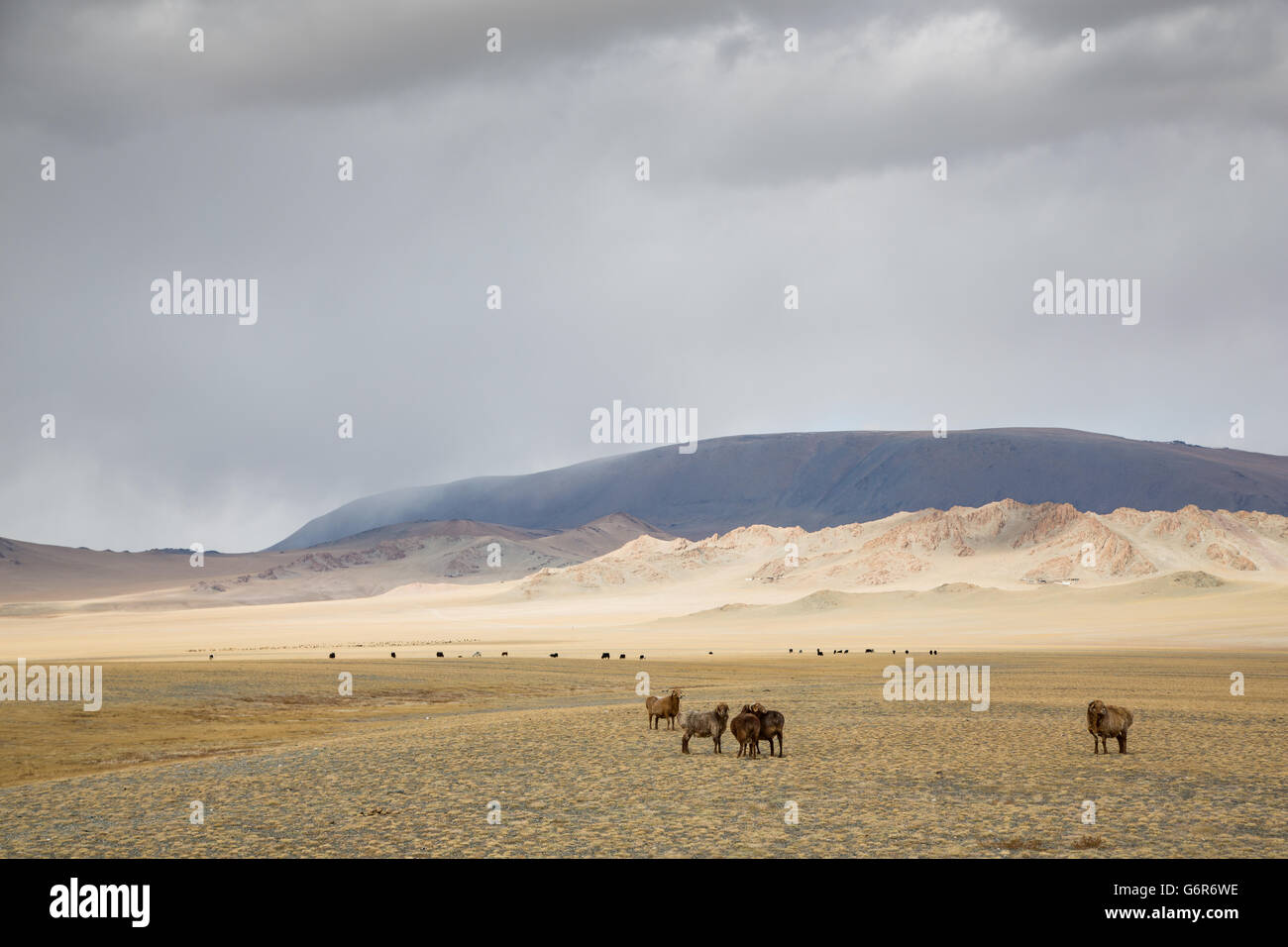 cows in the landscape of western Mongolia Stock Photo