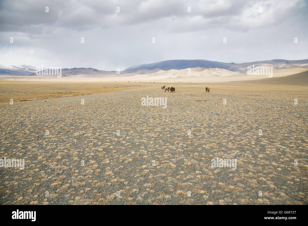 cows in the landscape of western Mongolia Stock Photo