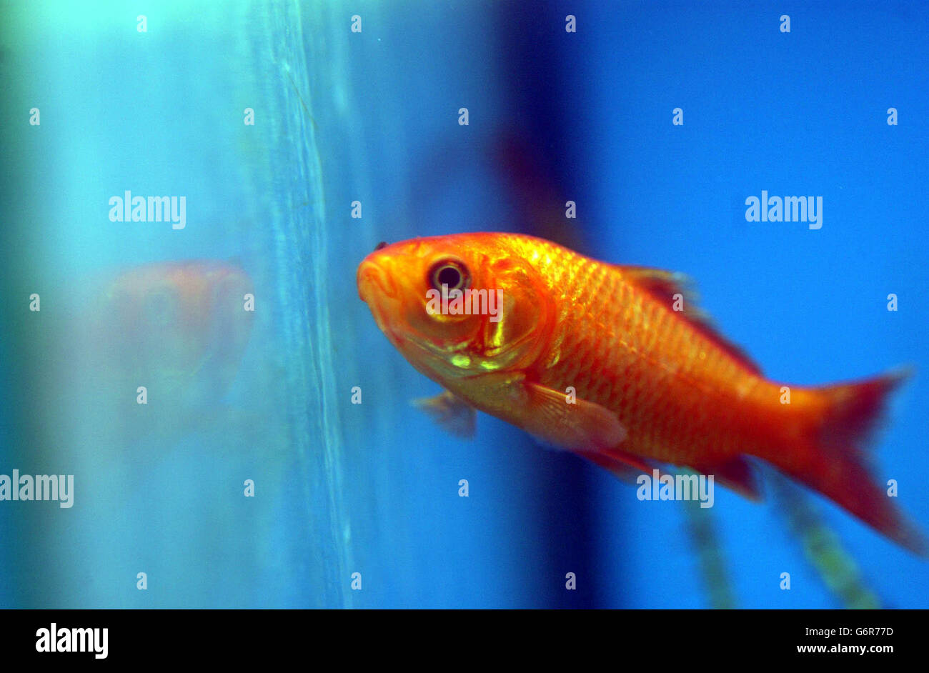 A general view of a Gold fish swimming inside a fish tank. Stock Photo