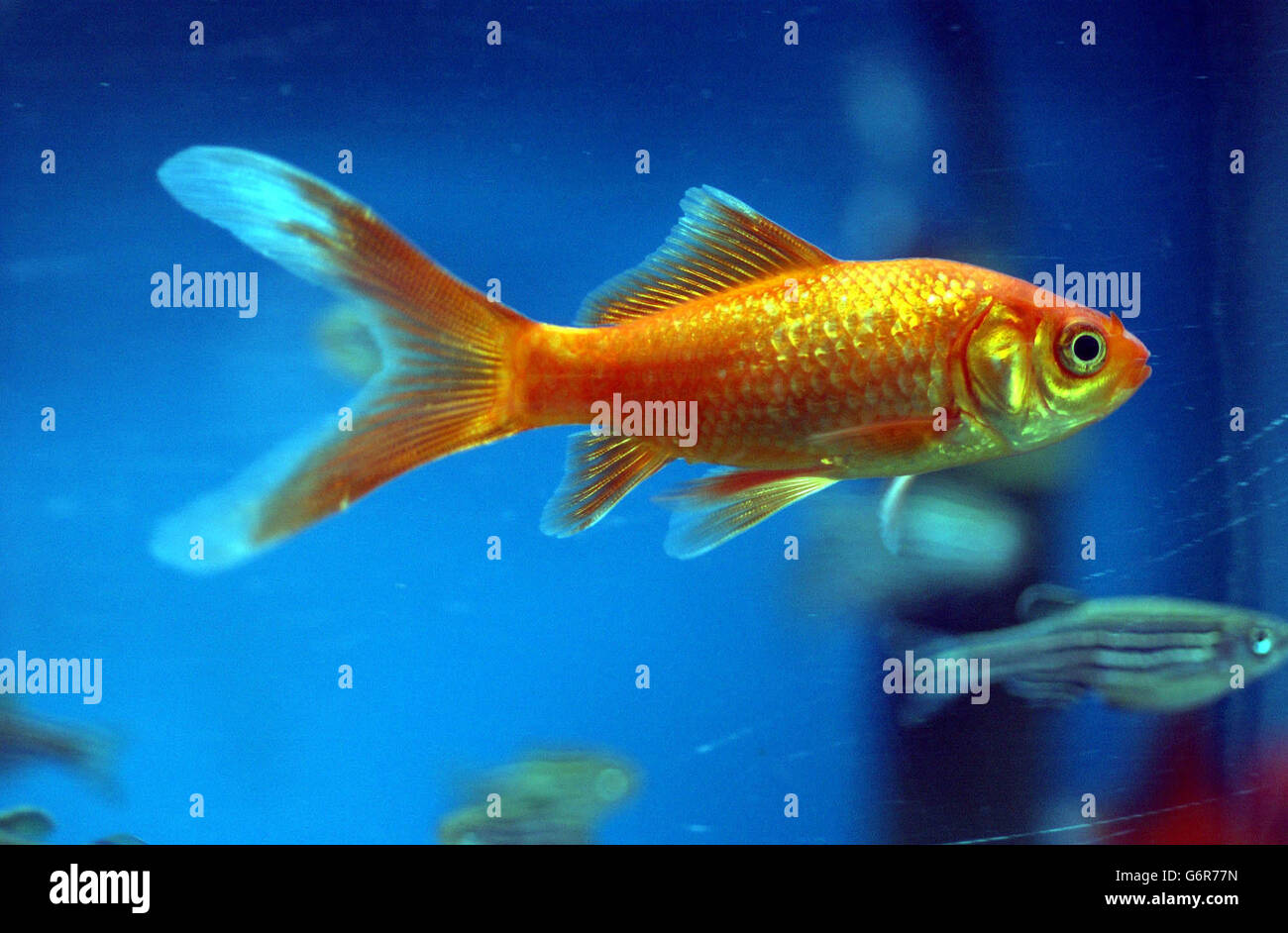 A Gold fish Stock Photo