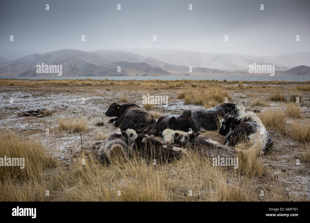Cows in a landscape of Western Mongolia at sunrise Stock Photo