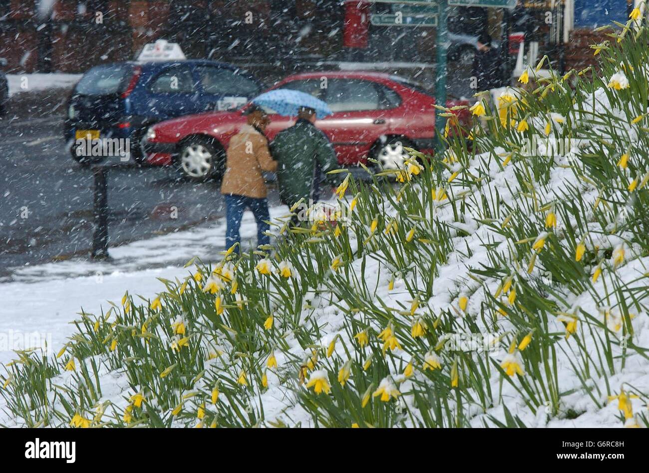 Spring daffodills covered by snow in York. Snow showers continue to fall in Eastern parts of the UK making it difficult for shoppers. Stock Photo